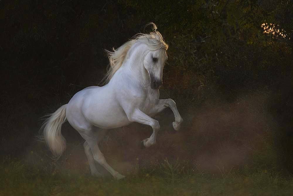 Spanish grey stallion in movement, stallion, Andalusia, Spain, Europe