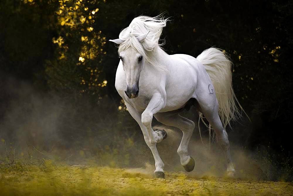 Spanish grey stallion in movement, stallion, Andalusia, Spain, Europe