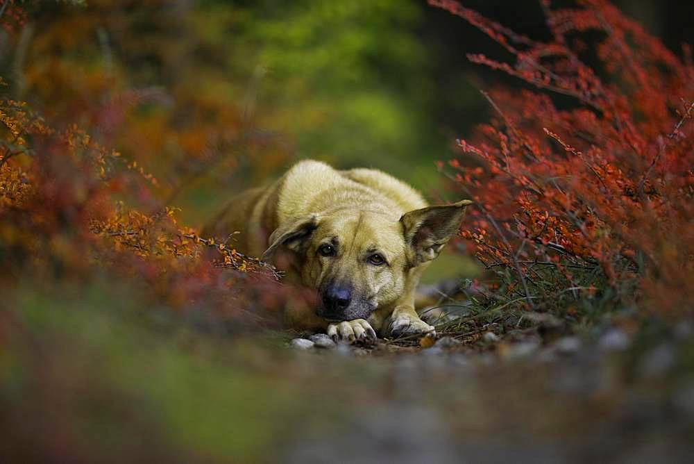 Mongrel dog, lying bitch in autumn, Austria, Europe