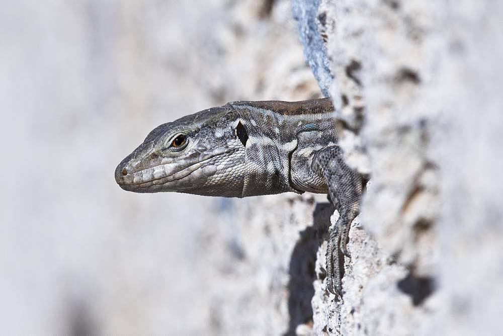 Canary Islands lizard (Gallotia), Tenerife, Spain, Europe