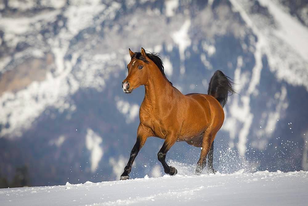 Thoroughbred Arabian stallion galloping over snow in winter, Tyrol, Austria, Europe