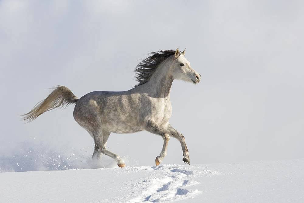 Thoroughbred Arabian mare grey in snow, Tyrol, Austria, Europe