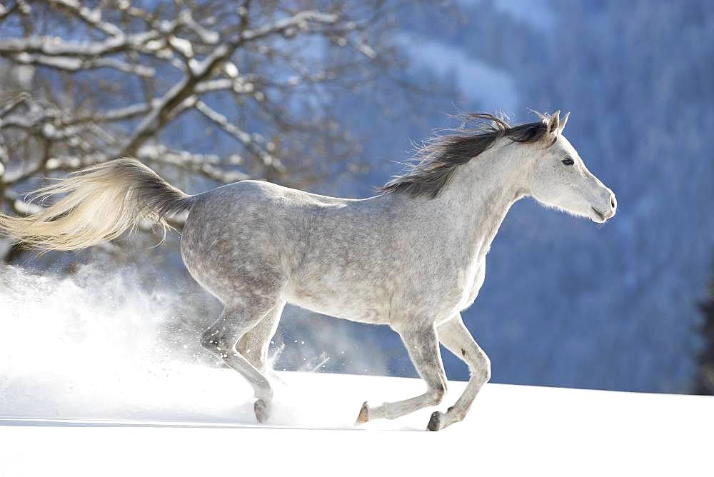 Thoroughbred Arabian mare grey in snow, Tyrol, Austria, Europe