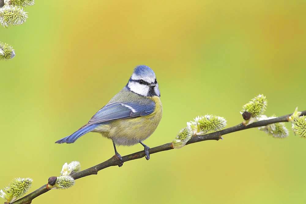 Blue tit (Parus caeruleus), sitting on Goat willow (Salix caprea) branch, Siegerland, North Rhine-Westphalia, Germany, Europe