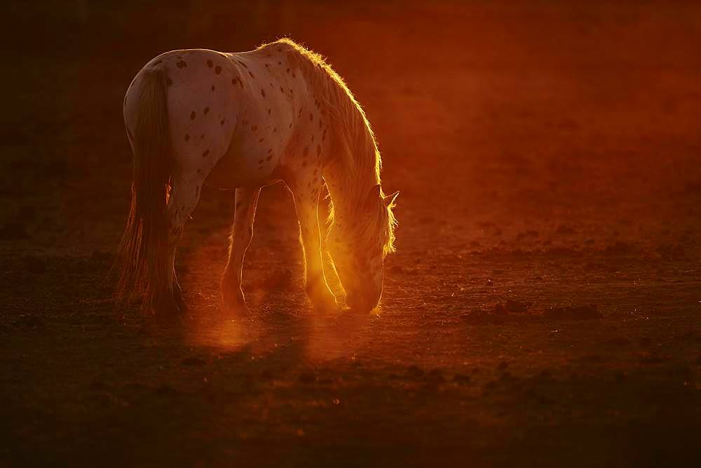 Appaloosa horse in backlight at sunset, Camargue, France, Europe