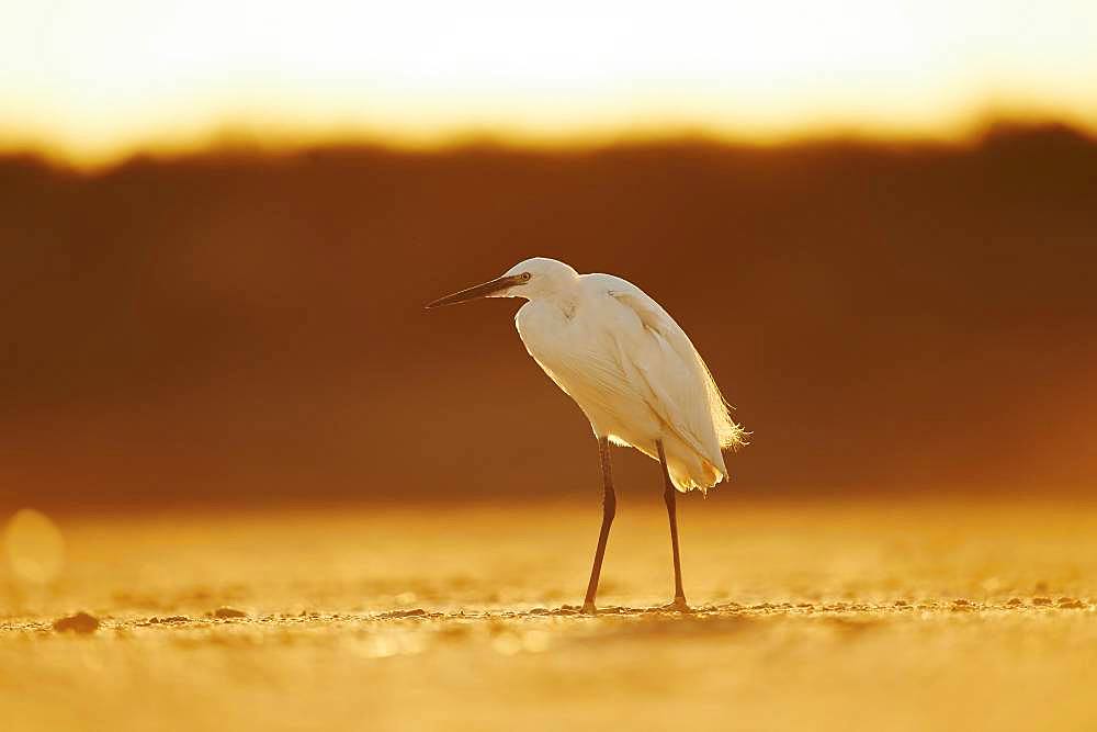 Little egret (Egretta garzetta), Saintes-Maries-de-la-Mer, Parc Naturel Regional de Camargue, France, Europe