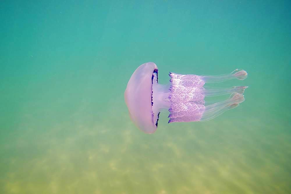 Dustbin-lid jellyfish (Rhizostoma pulmo) in shallow water, Catalonia, Spain, Europe