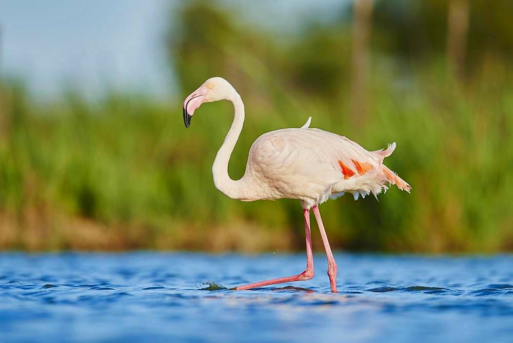 Greater Flamingos (Phoenicopterus roseus), strides in water, Parc Naturel Regional de Camargue, France, Europe