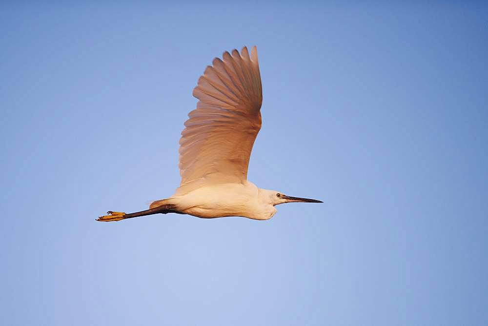 Little egret (Egretta garzetta) in flight, Parc Naturel Regional de Camargue, France, Europe