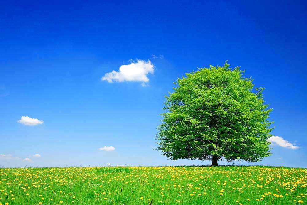 Solitary linden tree (Tilia) on green meadow, dandelion in bloom, blue sky with clouds, Hainich National Park, Thuringia, Germany, Europe