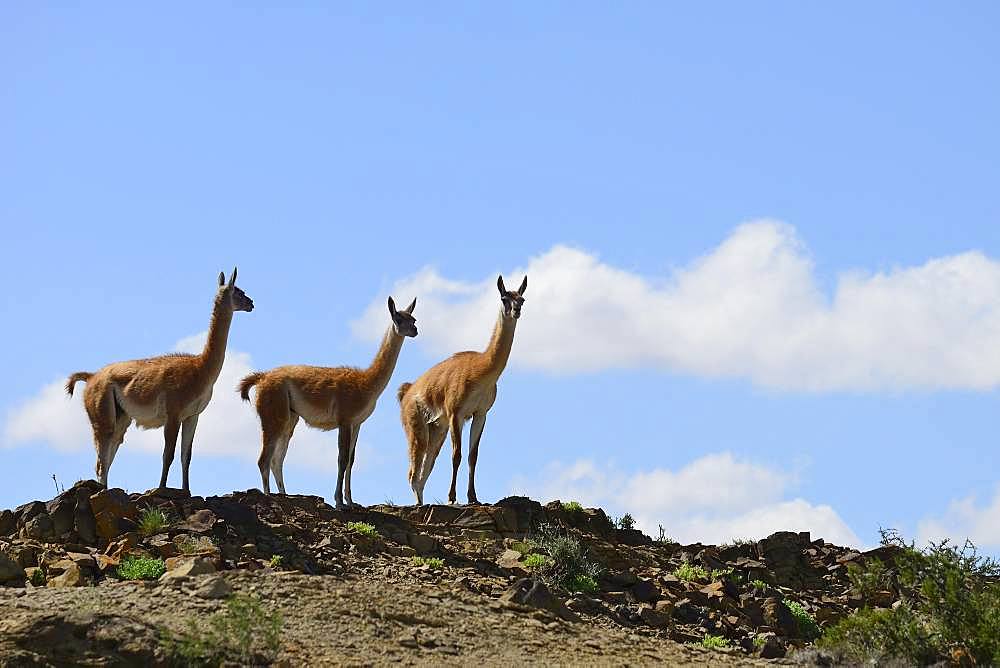 Three Guanacos (Llama guanicoe) keep watch, Ischigualasto Nature Reserve, San Juan Province, Argentina, South America