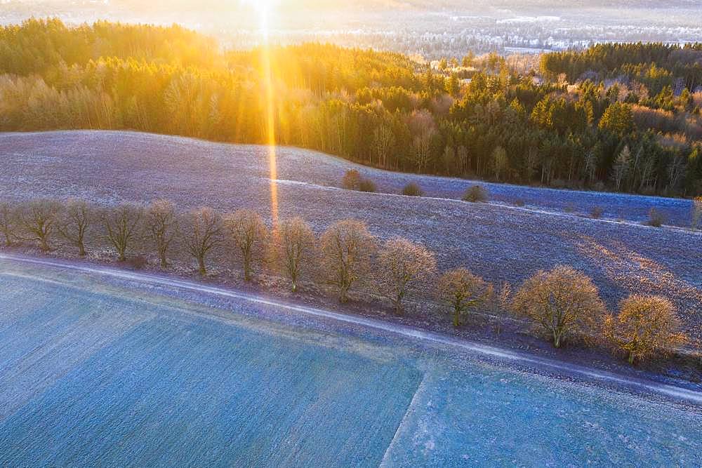 Alley through field and meadow with hoarfrost at sunrise, near Icking, drone shot, Upper Bavaria, Bavaria, Germany, Europe