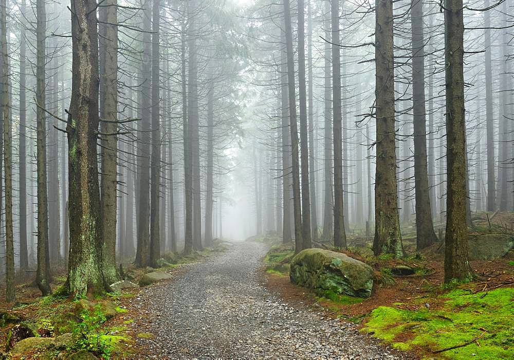 Path through misty spruce forest, Harz National Park, near Schierke, Saxony-Anhalt, Germany, Europe