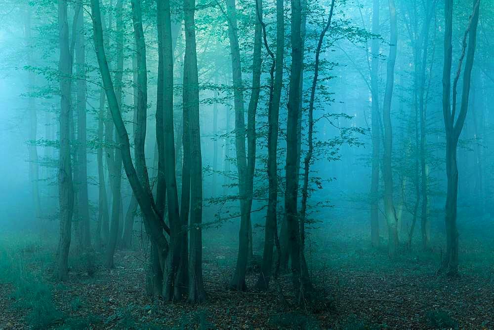 Mysterious dark forest with fog at dawn, near Freyburg, Burgenlandkreis, Saxony-Anhalt, Germany, Europe