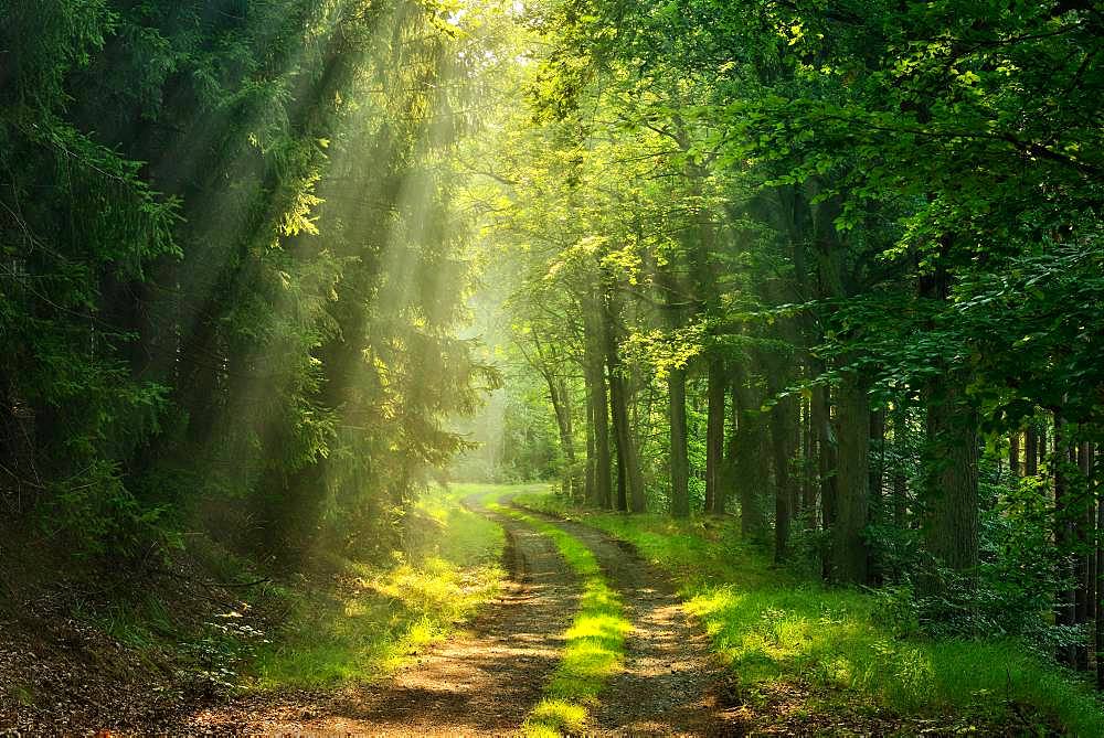 Hiking trail winds through light-flooded forest, sun shines through morning mist, Thuringian Slate Mountains, near Bad Lobenstein, Thuringia, Germany, Europe