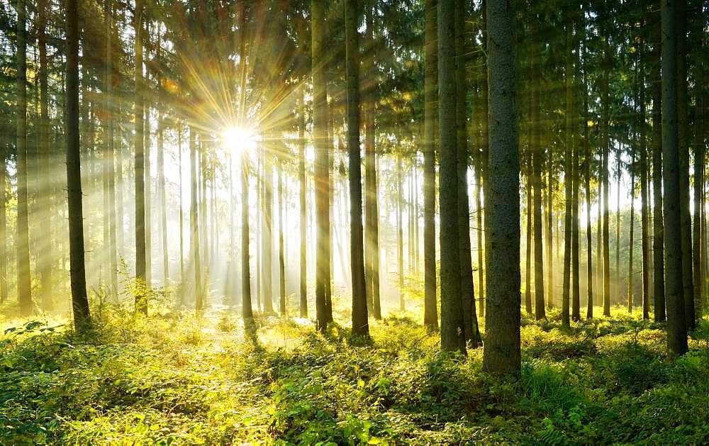 Light-flooded spruce forest, Sun shines through fog, Flechtinger Hoehenzug, Magdeburger Boerde, Saxony-Anhalt, Germany, Europe