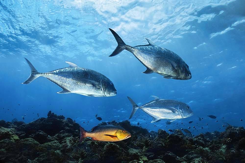 Giant trevallys (Caranx ignobilis), Malabar snapper (Lutjanus malabaricus), Indian Ocean, Maldives, Asia