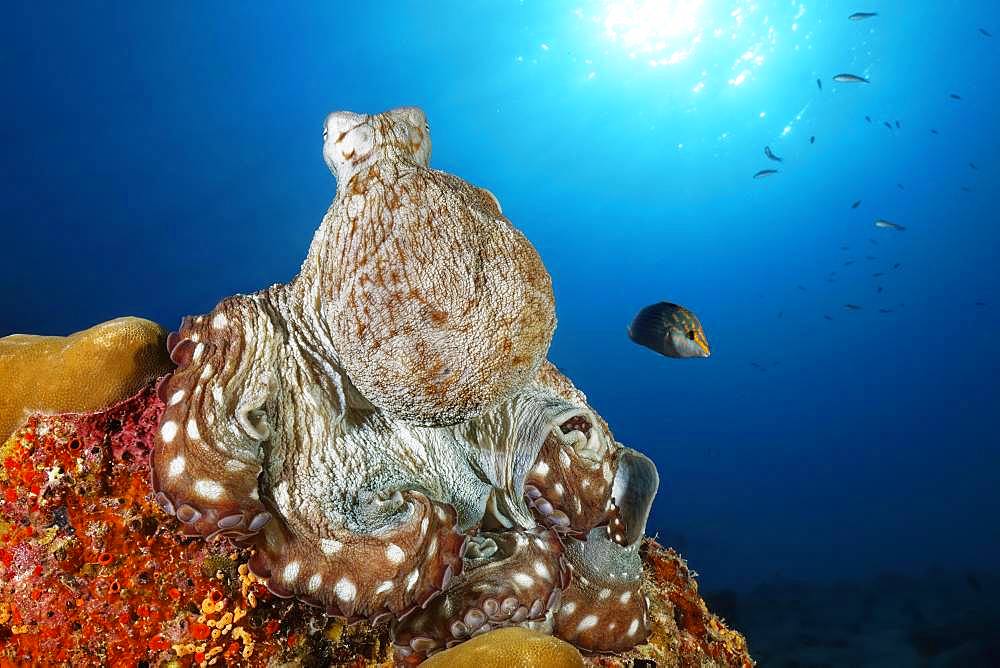 Common Octopus (Octopus vulgaris), sitting on hard coral, back light, sun, Indian Ocean, Maldives, Asia