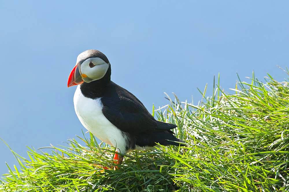 Puffin (Fratercula arctica), standing in the grass on cliff, Iceland, Europe