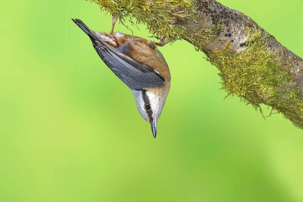 Eurasian nuthatch (Sitta europaea) hanging upside down on a mossy branch, Siegerland, North Rhine-Westphalia, Germany, Europe