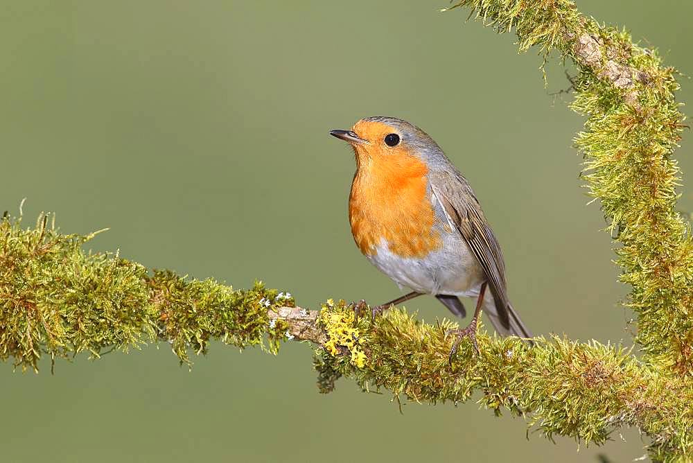 European robin (Erithacus rubecula) sitting on mossy branch, Siegerland, North Rhine-Westphalia, Germany, Europe