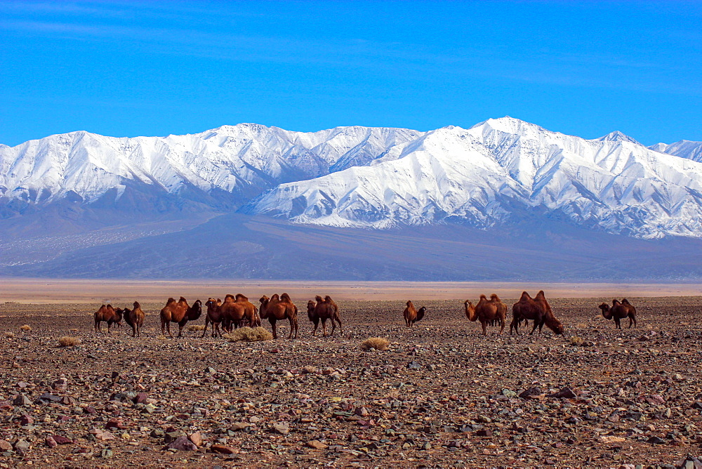 Bactrian camels (Camelus bactrianus) in Mongolian steppe, back snow-covered mountain Jargalant, Khovd Province Mongolia