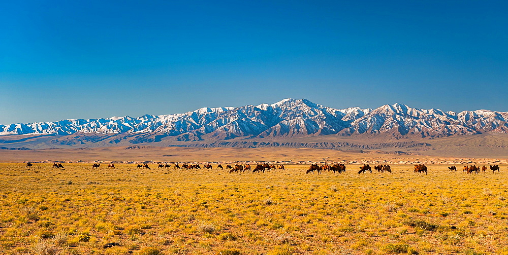 Herd of camels, Bactrian camels (Camelus bactrianus) in the steppe in front of snowy mountain range, Bayankhongor Province, Mongolia, Asia