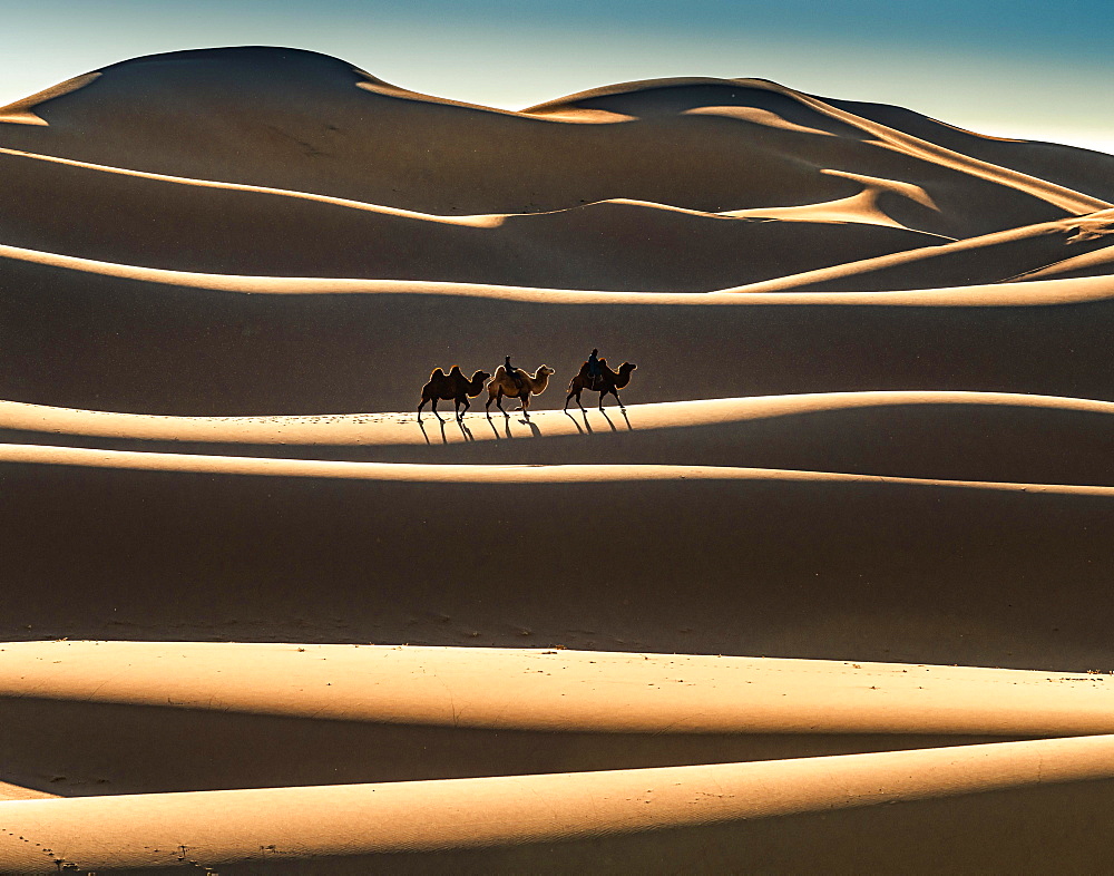 Nomads ride on Bactrian camels (Camelus bactrianus), crossing sand dune of the Gobi desert, sunrise, Oemnoe-Gobi-Aimag, Mongolia, Asia