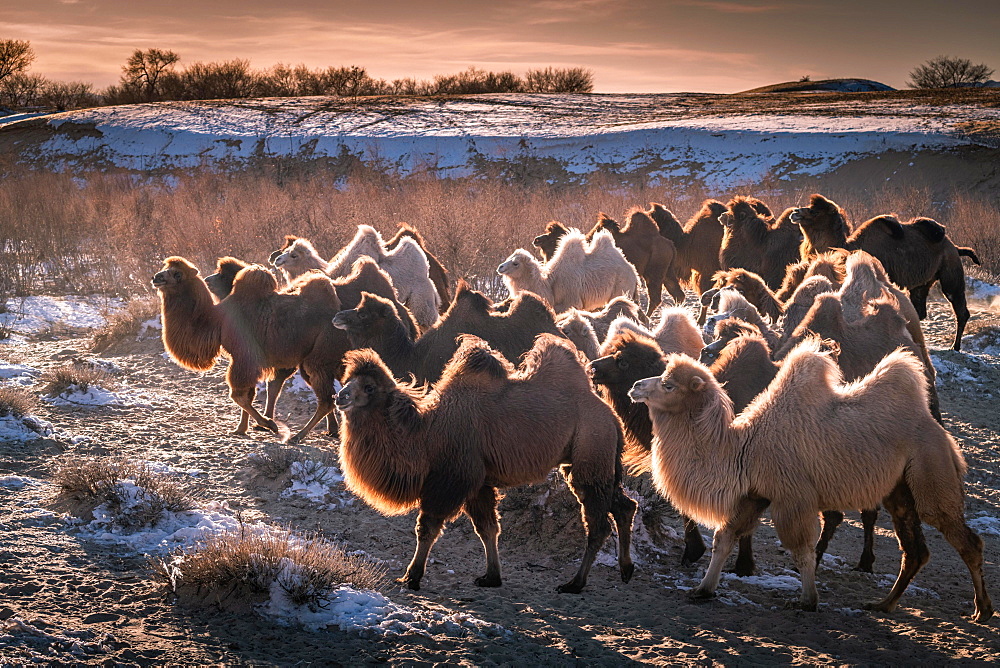 Herd of camels, Bactrian camels (Camelus bactrianus) run in winter in the Gobi Desert, Oemnoe-Gobi-Aimag, Mongolia, Asia