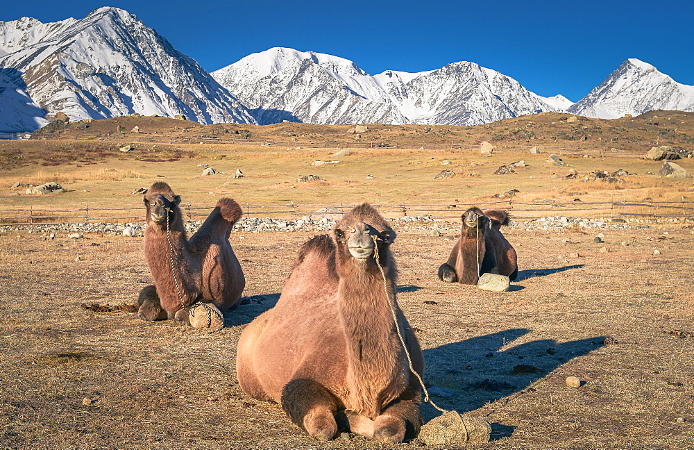 Camels lying on the ground, Bactrian camels (Camelus bactrianus), in the rear Mongolian Altai mountains, BayanUlgii province, Mongolia, Asia