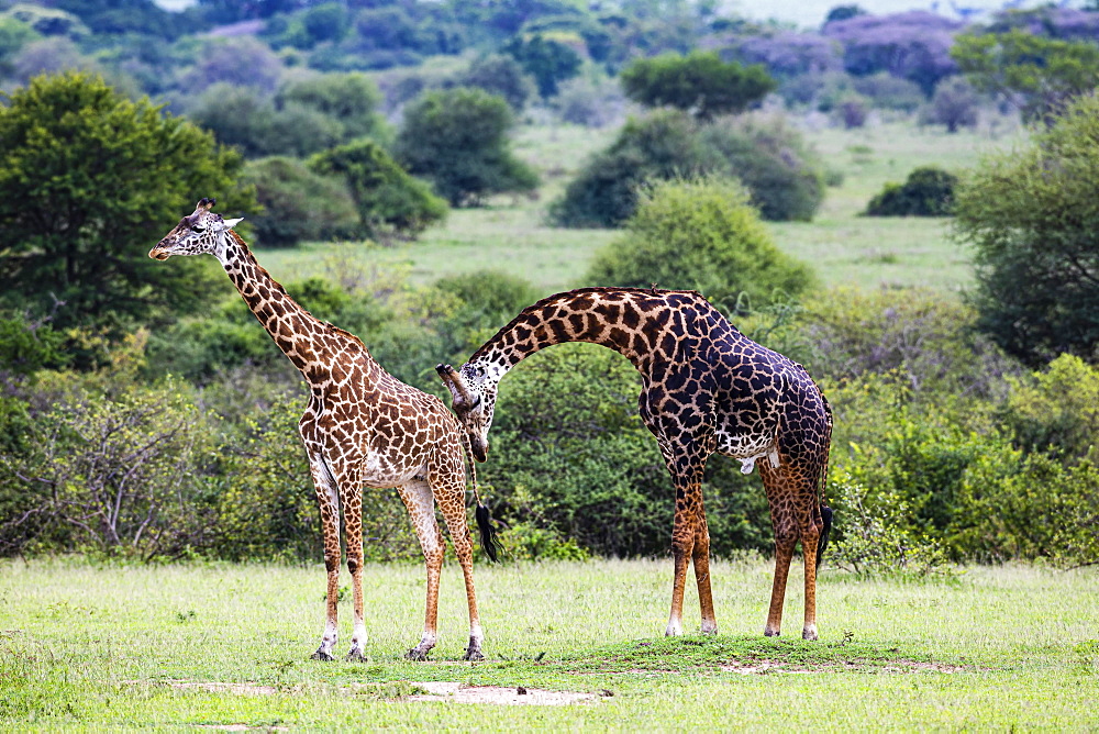 Masai giraffes (Giraffa camelopardalis tippelskirchi), animal pair, mating behaviour, Serengeti National Park, Tanzania, Africa