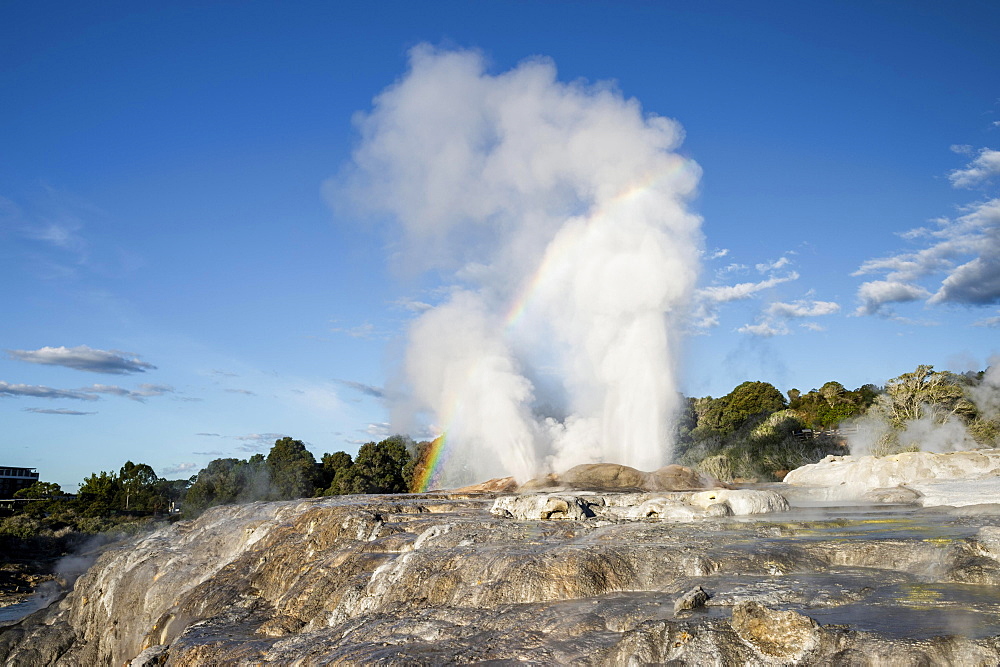 Erupting Pohutu Geyser with rainbow, sinter terraces, Te Puia, Whakarewarewa, Rotorua, Bay of Plenty, New Zealand, Oceania