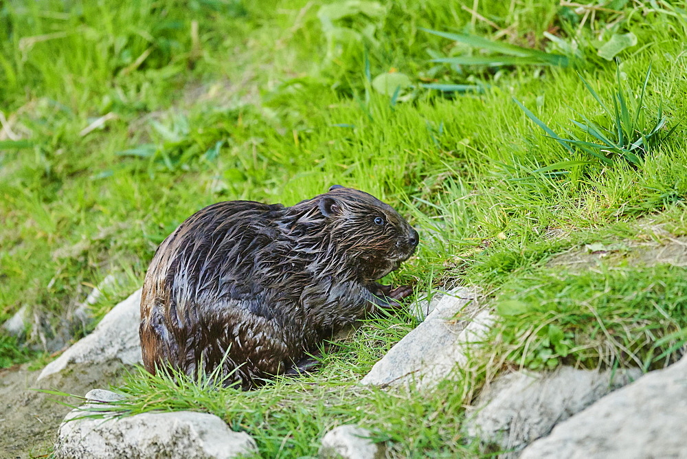 European beaver (Castor fiber) wildlife at the shore of Donau River, Regensburg, Upper Palatinate, Bavaria, Germany, Europe