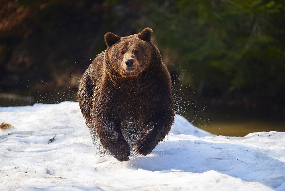 Brown bear (Ursus arctos) in snow, Bavarian Forest National Park, Bavaria, Germany, Europe