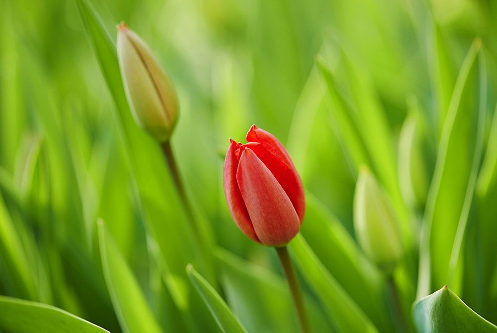 Red tulips (tulipa) blooming in a garden, Upper Palatinate, Bavaria, Germany, Europe