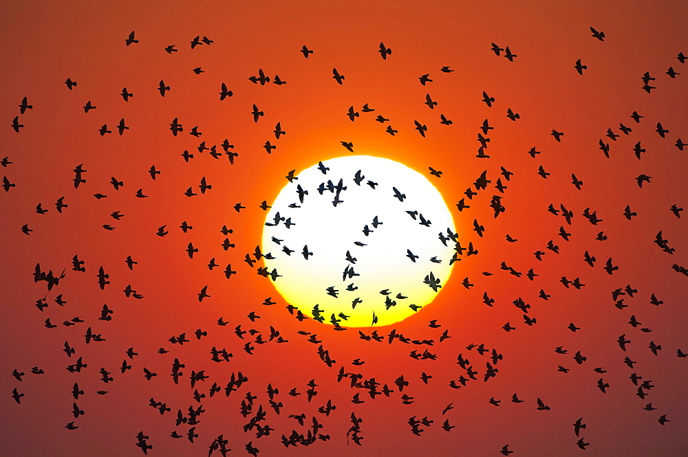 Flock of birds flying in front of setting sun, pigeons, Baden-Wuerttemberg, Germany, Europe