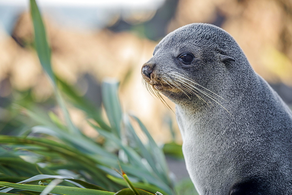 Young animal, New Zealand fur seal (Arctocephalus forsteri), portrait, Cape Palliser, Wellington region, North Island, New Zealand, Oceania