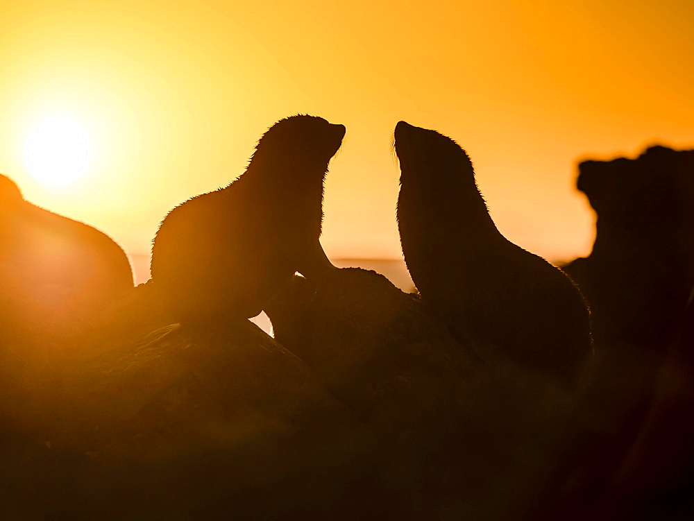 Silhouette of two New Zealand fur seals in backlight at sunset, ear seals, dwarf fur seals, fur seals (Arctocephalus pusillus), Cape Palliser, Wellington region, New Zealand, Oceania