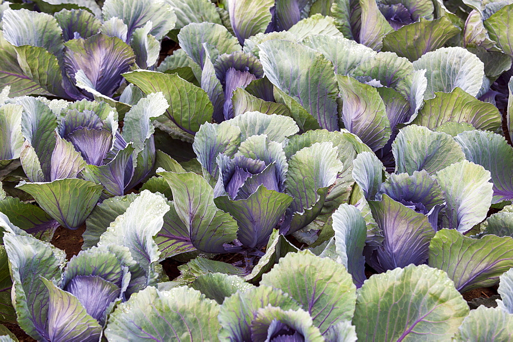 Red cabbage (Brassica oleracea var capitata f rubra), Field, Baden-Wuerttemberg, Germany, Europe