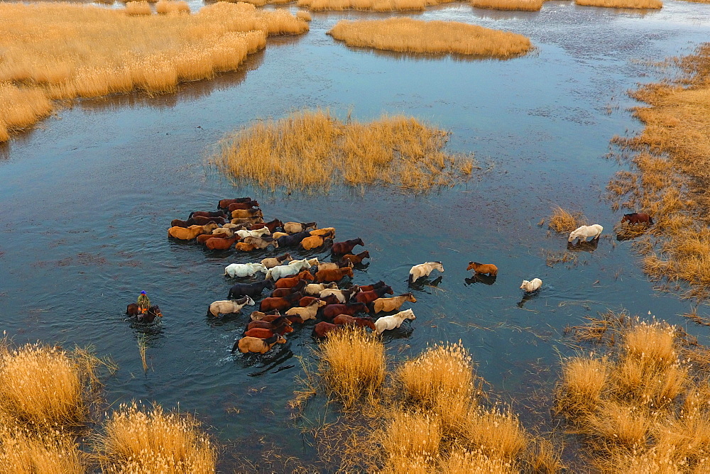 Herd of horses running through the water, Char Us Lake, Chowd-Aimag, Mongolia, Asia