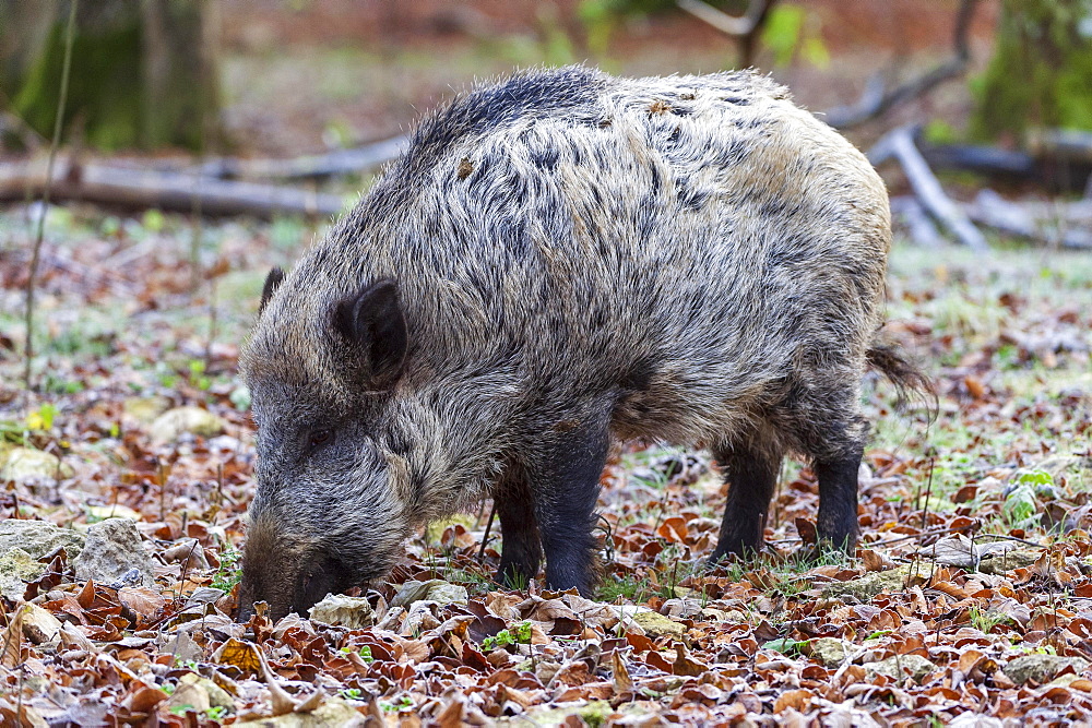 Wild boar (Sus scrofa) foraging between autumn leaves, Baden-Wuerttemberg, Germany, Europe