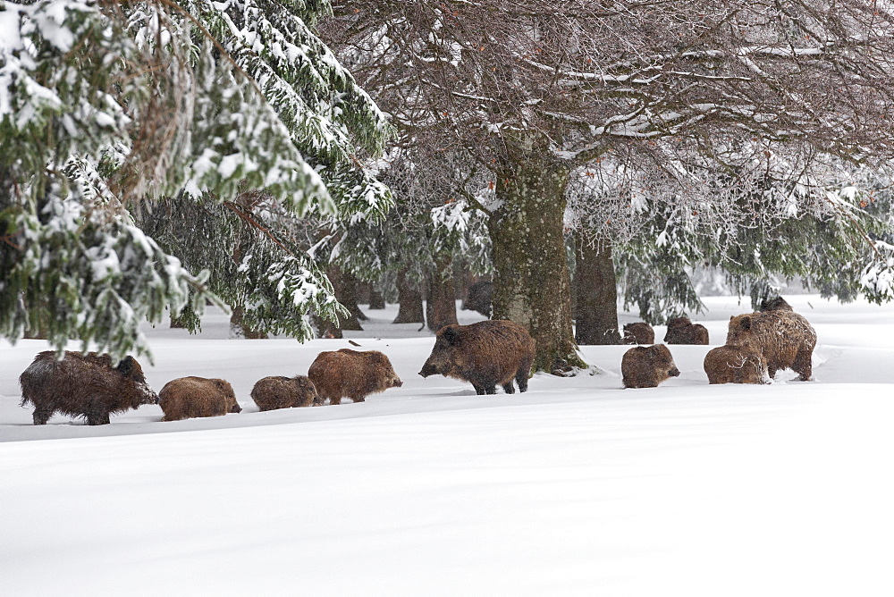 Rotting with Wild boarsn (Sus scrofa) in snow at the edge of a forest, Baden-Wuerttemberg, Germany, Europe