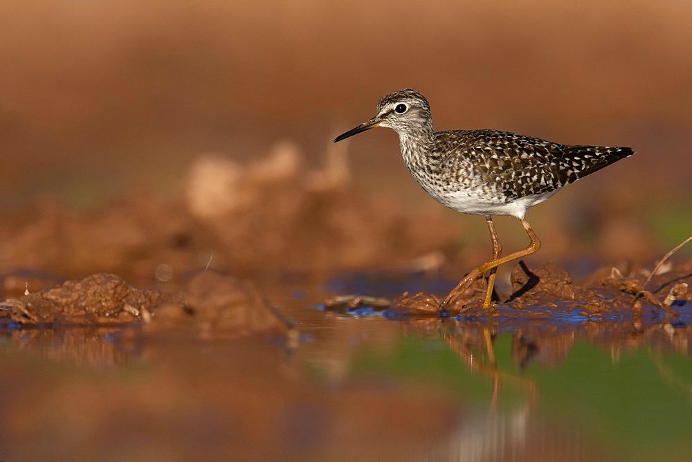 Wood sandpiper (Tringa glareola) in shallow water, Rhineland-Palatinate,Germany, Europe