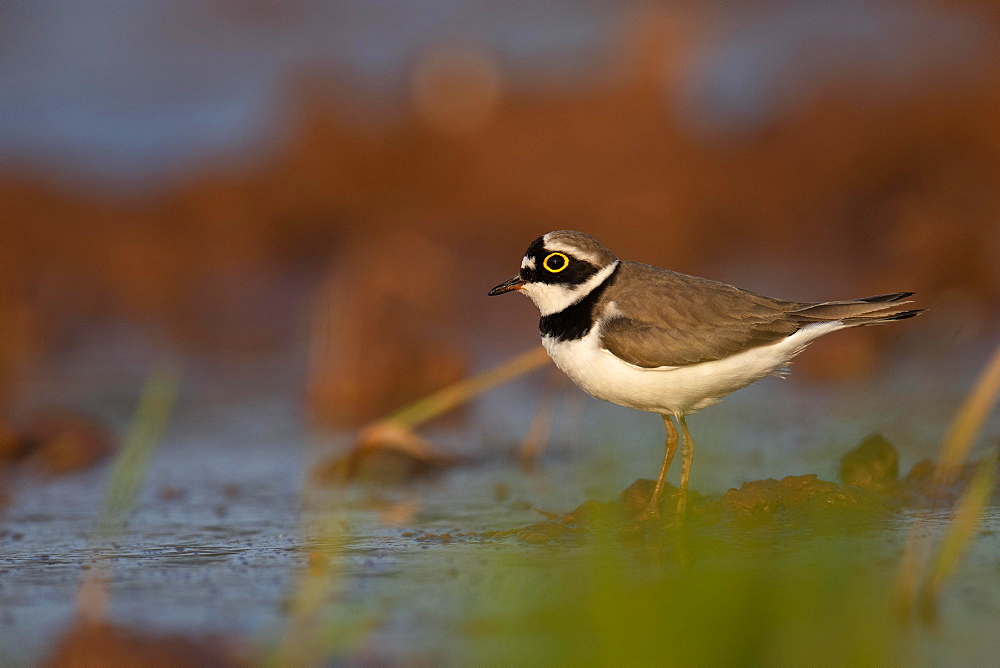 Little ringed plover (Charadrius dubius) stands in shallow water, Rhineland-Palatinate, Germany, Europe