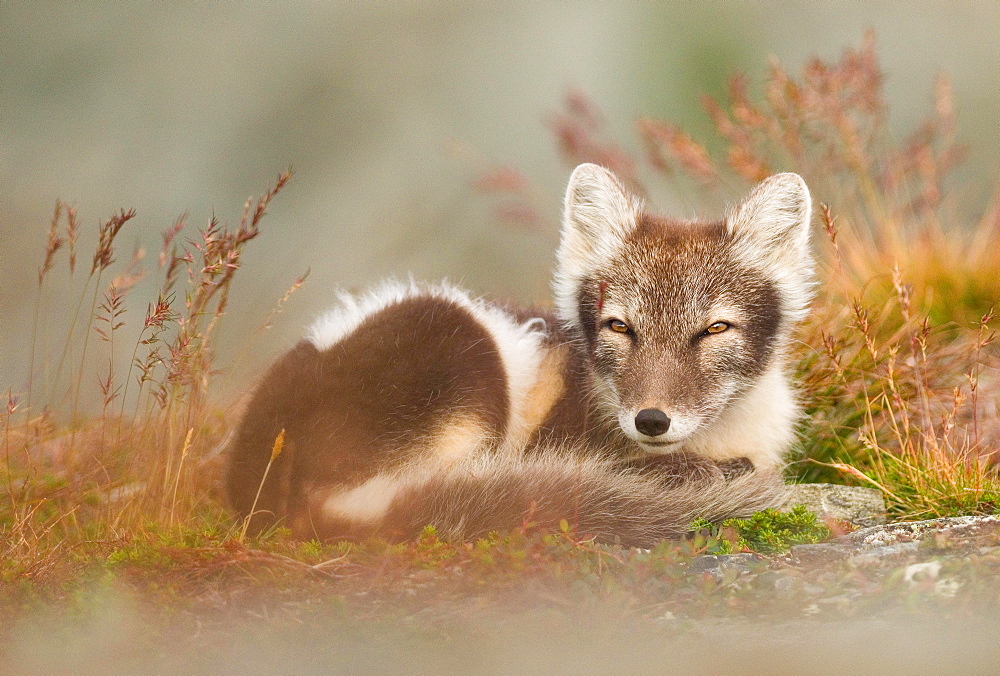 Arctic fox (alopex lagopus) dormant, coiled, Dovrefjell, Norway, Europe