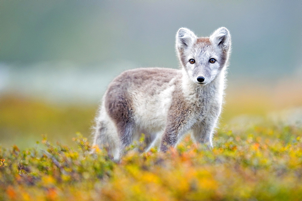 Arctic fox (alopex lagopus), autumn, Dovrefjell, Norway, Europe