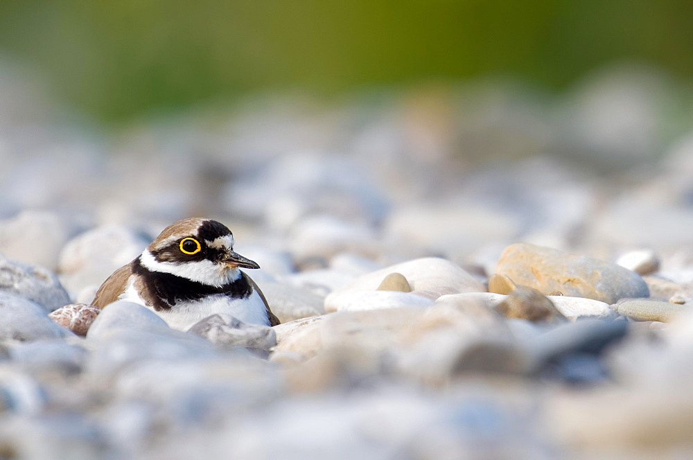 Brooding Little ringed plover (Charadrius dubius) on gravel bank, Bavaria, Germany, Europe