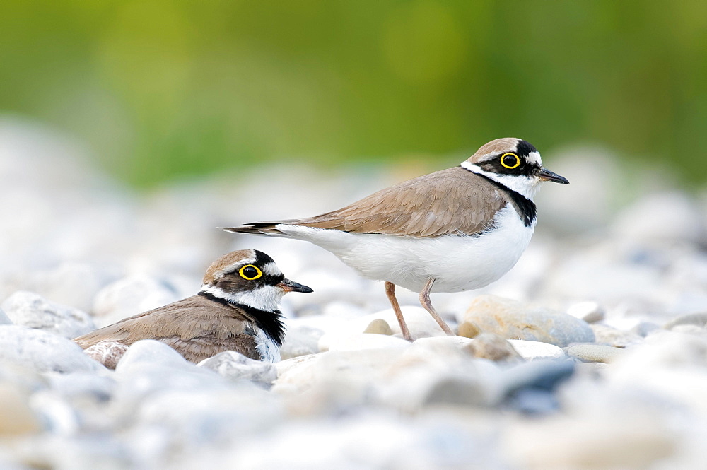 Breeding bird pair, Little ringed plover (Charadrius dubius) on gravel bank, Bavaria, Germany, Europe