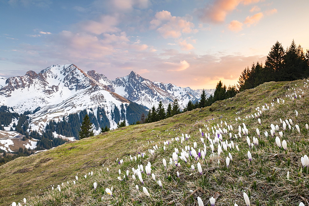 Blossoming crocus meadow near Gurnigelpass, Bernese Alps, Gantrisch, Berg Ochsen, Bernese Oberland, Canton Bern, Switzerland, Europe