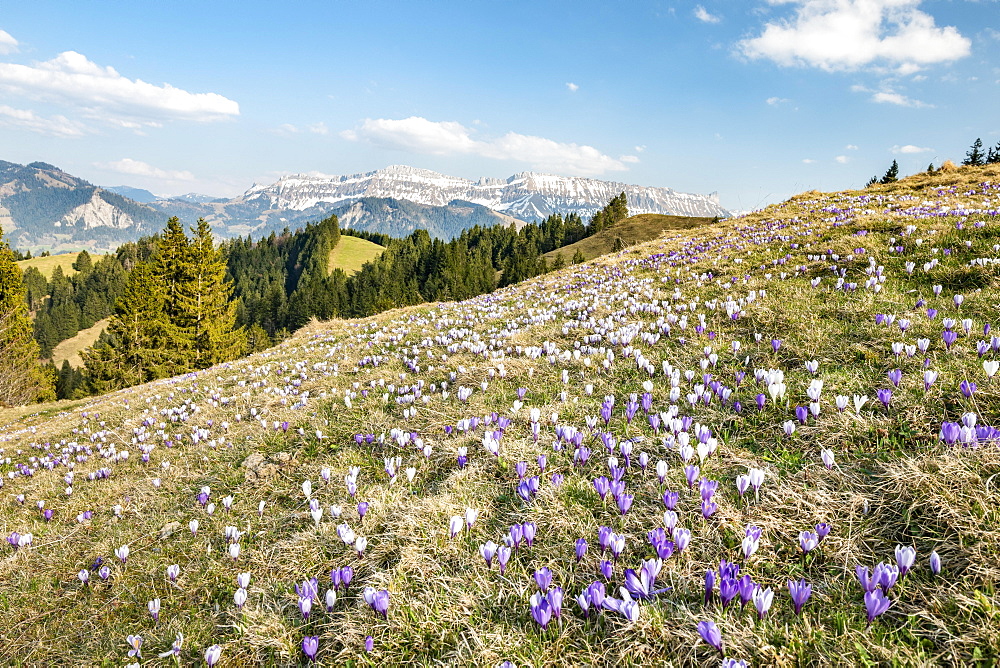 Meadow with flowering purple Crocus (Crocus), mountain landscape, Raemisgummen, Emmental, Canton Bern, Switzerland, Europe